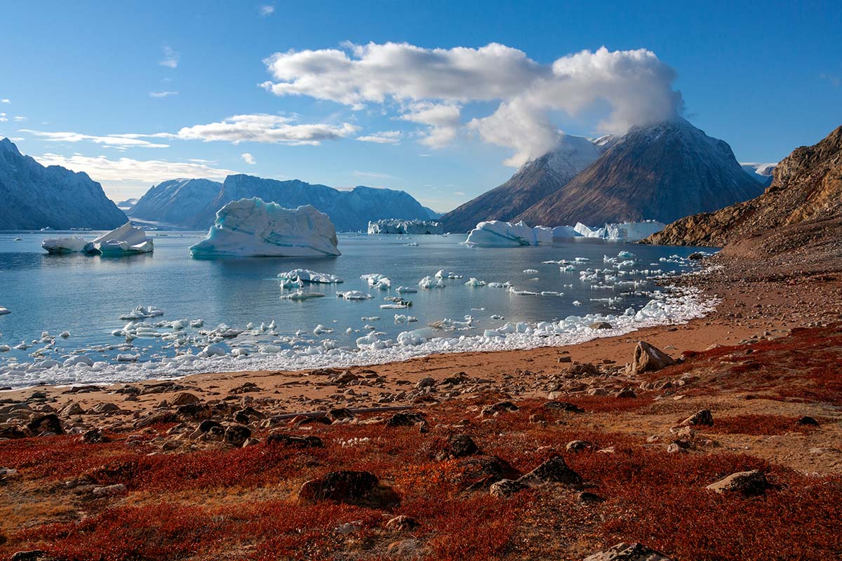 four artic